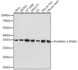Prohibitin 2 Rabbit anti-Human, Mouse, Rat, Clone: 8I10B1, Novus Biologicals