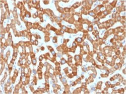Prohibitin Antibody (PHB/1881) - Azide and BSA Free, Novus Biologicals 100 &mu;g | Buy Online | Novus Biologicals | Fisher Scientific