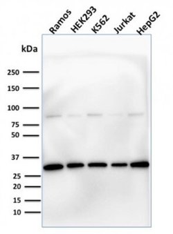 Prohibitin Antibody (PHB/1881) - Azide and BSA Free, Novus Biologicals 100 &mu;g | Buy Online | Novus Biologicals | Fisher Scientific