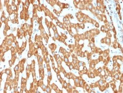 Prohibitin Antibody (PHB/1882) - Azide and BSA Free, Novus Biologicals
