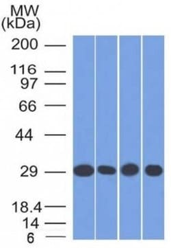 Prohibitin Antibody (PHB/1882) - Azide and BSA Free, Novus Biologicals