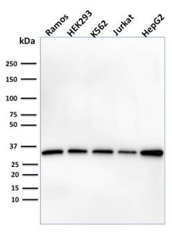 Prohibitin Antibody (PHB/1882) - Azide and BSA Free, Novus Biologicals