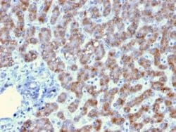 Prohibitin Antibody (PHB/3193) - Azide and BSA Free, Novus Biologicals