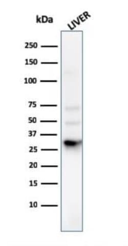 Prohibitin Antibody (PHB/3225) - Azide and BSA Free, Novus Biologicals