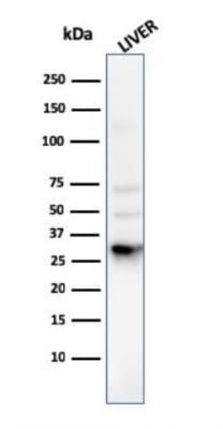 Prohibitin Antibody (PHB/3225) - Azide and BSA Free, Novus Biologicals