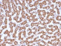 Prohibitin Mouse anti-Human, Clone: PHB/3230, Novus Biologicals:Antibodies:Primary