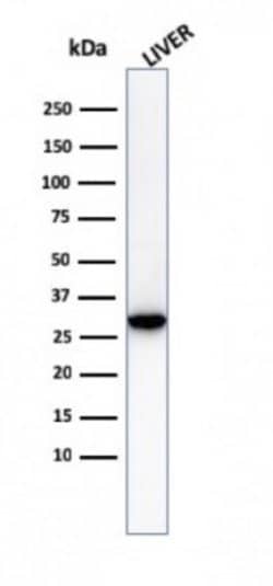 Prohibitin Antibody (PHB/3230) - Azide and BSA Free, Novus Biologicals