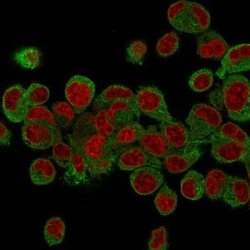 Prohibitin Antibody (PHB/3231) - Azide and BSA Free, Novus Biologicals