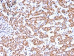 Prohibitin Antibody (PHB/3231) - Azide and BSA Free, Novus Biologicals