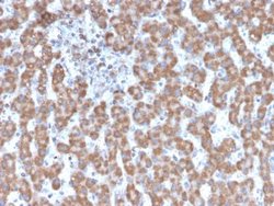 Prohibitin Antibody (PHB/3231) - Azide and BSA Free, Novus Biologicals