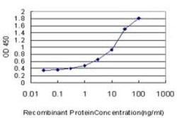 Prohibitin Antibody (3F4-2B2), Novus Biologicals 0.1 mg | Buy Online | Novus Biologicals | Fisher Scientific
