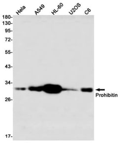 Prohibitin Antibody (S07-2G1), Novus Biologicals:Antibodies:Primary Antibodies