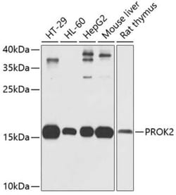 Prokineticin 2 Antibody - Azide and BSA Free, Novus Biologicals:Antibodies:Primary
