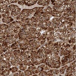 Prokineticin R1/PROKR1 Antibody, Novus Biologicals 25 &mu;L | Buy Online | Novus Biologicals | Fisher Scientific