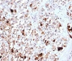 Prolactin Rabbit anti-Human, Clone: PRL/4906R, Novus Biologicals:Antibodies:Primary