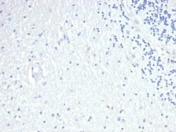 Prolactin Antibody (PRL/4908R) - Azide and BSA Free, Novus Biologicals 100 &mu;g | Buy Online | Novus Biologicals | Fisher Scientific