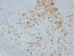 Proliferation Marker Antibody (JC1) - Azide and BSA Free, Novus Biologicals