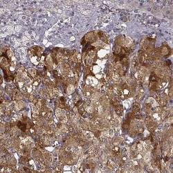 Proprotein Convertase 2/PCSK2 Antibody, Novus Biologicals:Antibodies:Primary