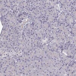 Proprotein Convertase 2/PCSK2 Antibody, Novus Biologicals:Antibodies:Primary