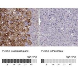 Proprotein Convertase 2/PCSK2 Antibody, Novus Biologicals:Antibodies:Primary