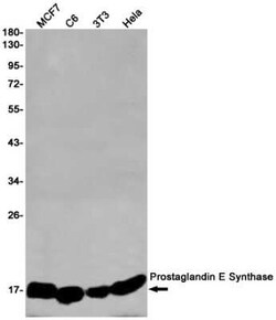 Prostaglandin E Synthase Rabbit anti-Human, Mouse, Rat, Clone: S03-8E7, Novus Biologicals™