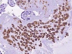 Prostaglandin E Synthase Antibody, Novus Biologicals 100 &mu;g | Buy Online | Novus Biologicals | Fisher Scientific