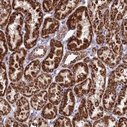 Proteasome 19S 10B Antibody, Novus Biologicals:Antibodies:Primary Antibodies