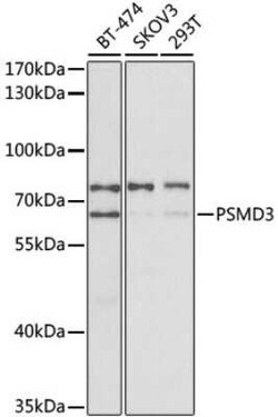 Proteasome 19S S3 Antibody - BSA Free, Novus Biologicals 0.1 mL; Unconjugated:Antibodies,