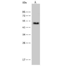 Proteasome 19S S7 Antibody, Novus Biologicals 50 &mu;g; Unconjugated:Antibodies,