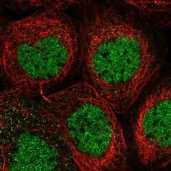PSMA1 Antibody, Novus Biologicals:Antibodies:Primary Antibodies