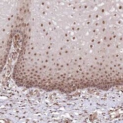 PSMA1 Antibody, Novus Biologicals:Antibodies:Primary Antibodies