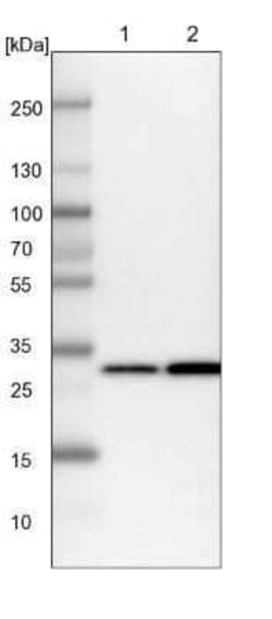 PSMA1 Antibody, Novus Biologicals:Antibodies:Primary Antibodies