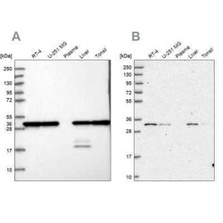 PSMA1 Antibody, Novus Biologicals:Antibodies:Primary Antibodies