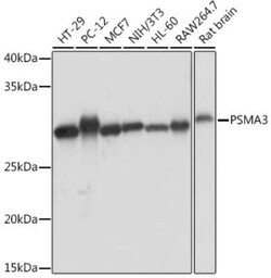 Proteasome 20S alpha 3 Rabbit anti-Human, Mouse, Rat, Clone: 7X8W9, Novus