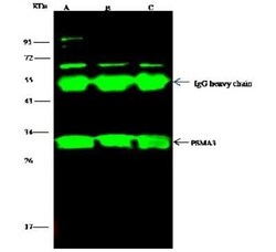 Proteasome 20S alpha 3 Antibody, Novus Biologicals:Antibodies:Primary Antibodies
