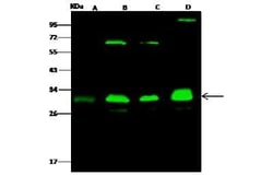 Proteasome 20S alpha 3 Antibody, Novus Biologicals:Antibodies:Primary Antibodies