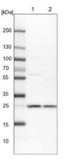 Proteasome 20S alpha 6 Antibody, Novus Biologicals:Antibodies:Primary Antibodies