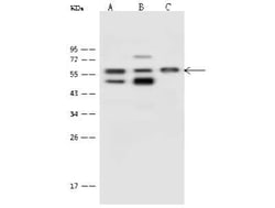 Proteasome 26S S5 Antibody, Novus Biologicals 100 &mu;g; Unconjugated:Antibodies,