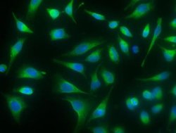 Protein Disulfide Isomerase/P4HB Rabbit anti-Human, Clone: 16, Novus Biologicals