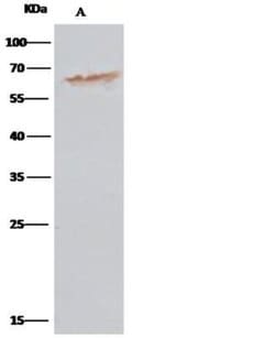 Protein Disulfide Isomerase/P4HB Rabbit anti-Human, Clone: 16, Novus Biologicals