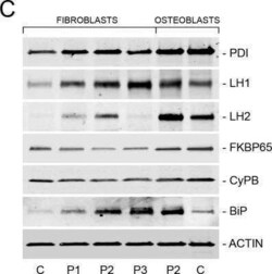 Protein Disulfide Isomerase/P4HB Antibody, Novus Biologicals 0.05 mg, Unconjugated:Antikörper