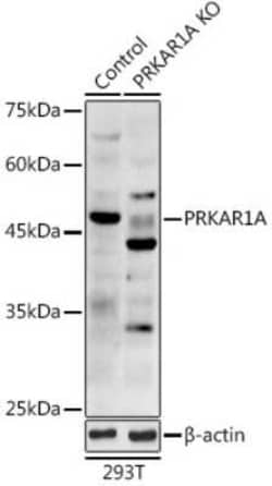 Protein Kinase A regulatory subunit I alpha Antibody - Azide and BSA Free,