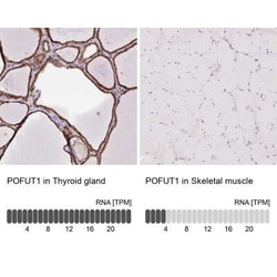 Protein O-Fucosyltransferase 1/POFUT1 Antibody, Novus Biologicals 25 &mu;L,