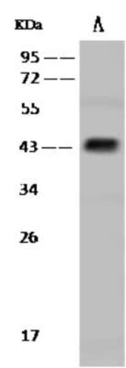 Protein O-Fucosyltransferase 1/POFUT1 Antibody, Novus Biologicals 100 &mu;g,