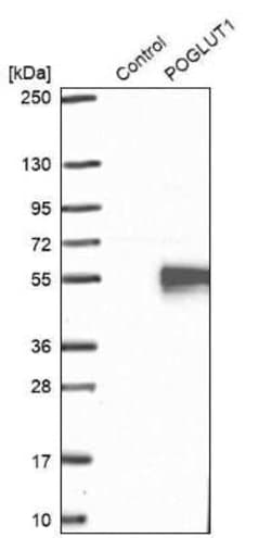 Protein O-Glucosyltransferase 1/POGLUT1/KTELC1 Antibody, Novus Biologicals:Antibodies:Primary