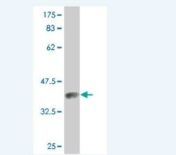 Protein S/PROS1 Antibody (3D7), Novus Biologicals 0.1 mg | Buy Online | Novus Biologicals | Fisher Scientific
