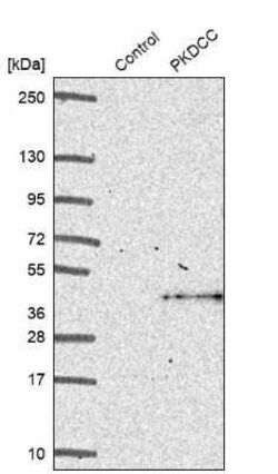 Protein kinase-like protein SgK493 Antibody, Novus Biologicals 25 &mu;L;