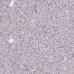 Protocadherin-1 Antibody, Novus Biologicals 25 &mu;L, Unconjugated:Antibodies,