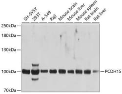 Protocadherin-15 Antibody - BSA Free, Novus Biologicals 0.1 mL; Unconjugated:Antibodies,