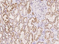 Protocadherin-17 Antibody, Novus Biologicals 100 &mu;g, Unconjugated:Antibodies,
